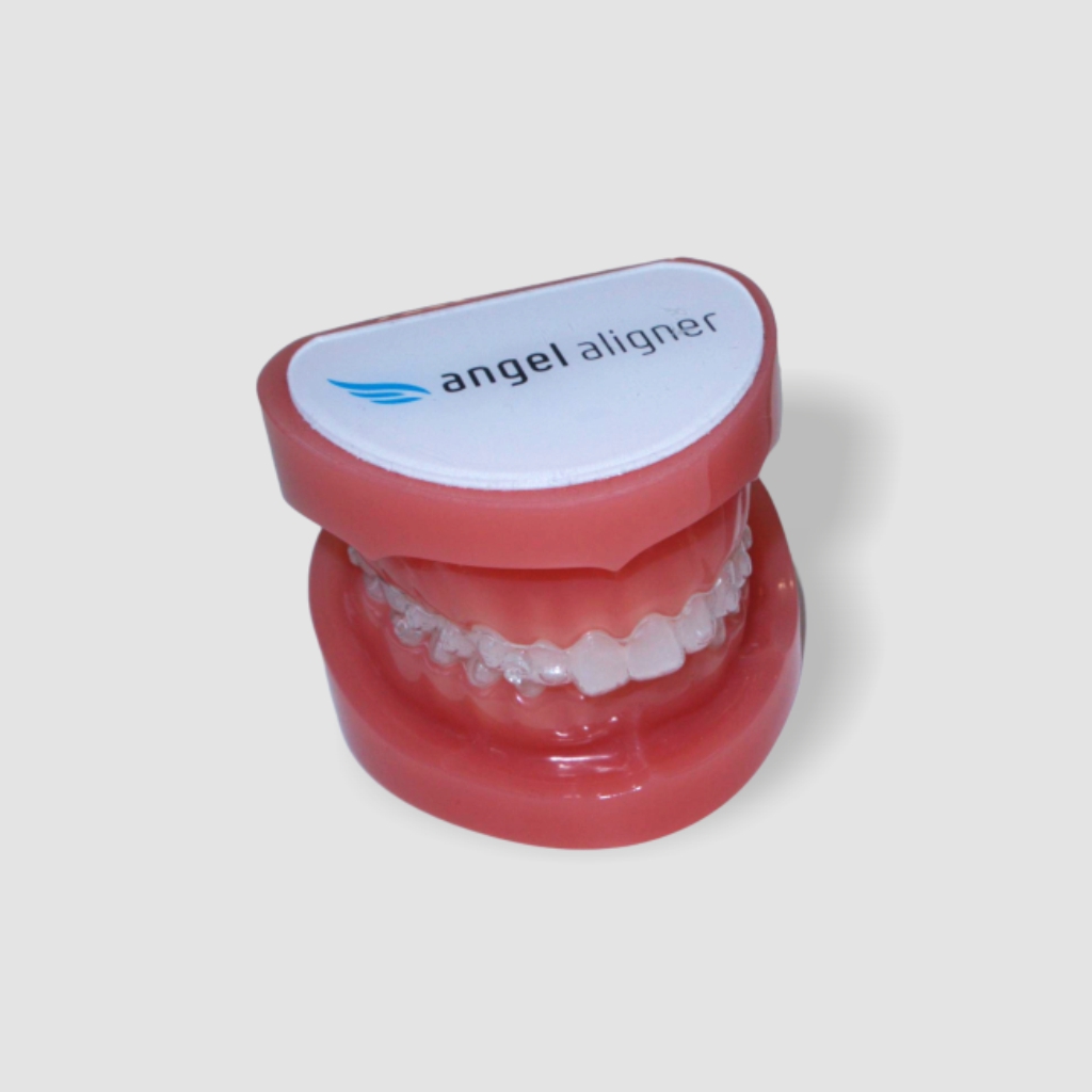 Typodont – Klasse II